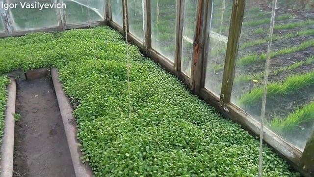 Посадка сидератов осенью, без перекопки почвы. Посадка ржи под зиму. Горчица. Рожь как сидерат.