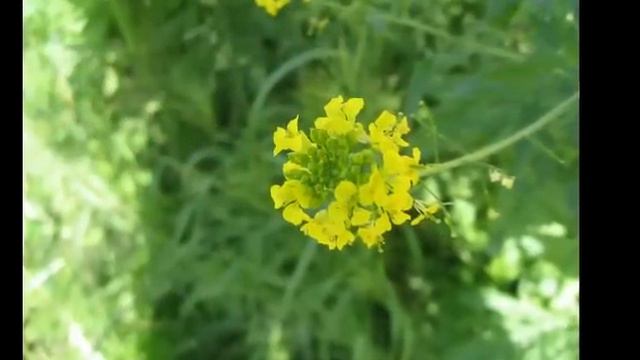 Лола. Отабек Мадрахимов