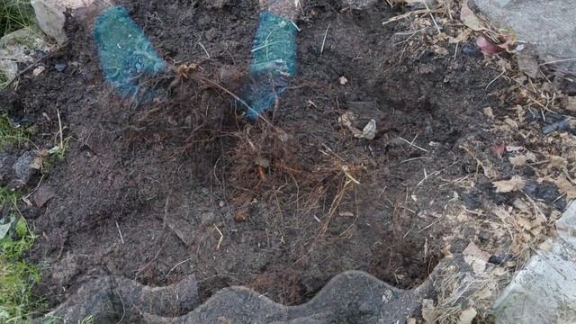 Пересадка ремонтантной малины осенью РЕЗУЛЬТАТ