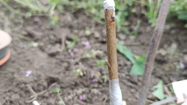 Прививка Персика весной // Grafting peach in spring