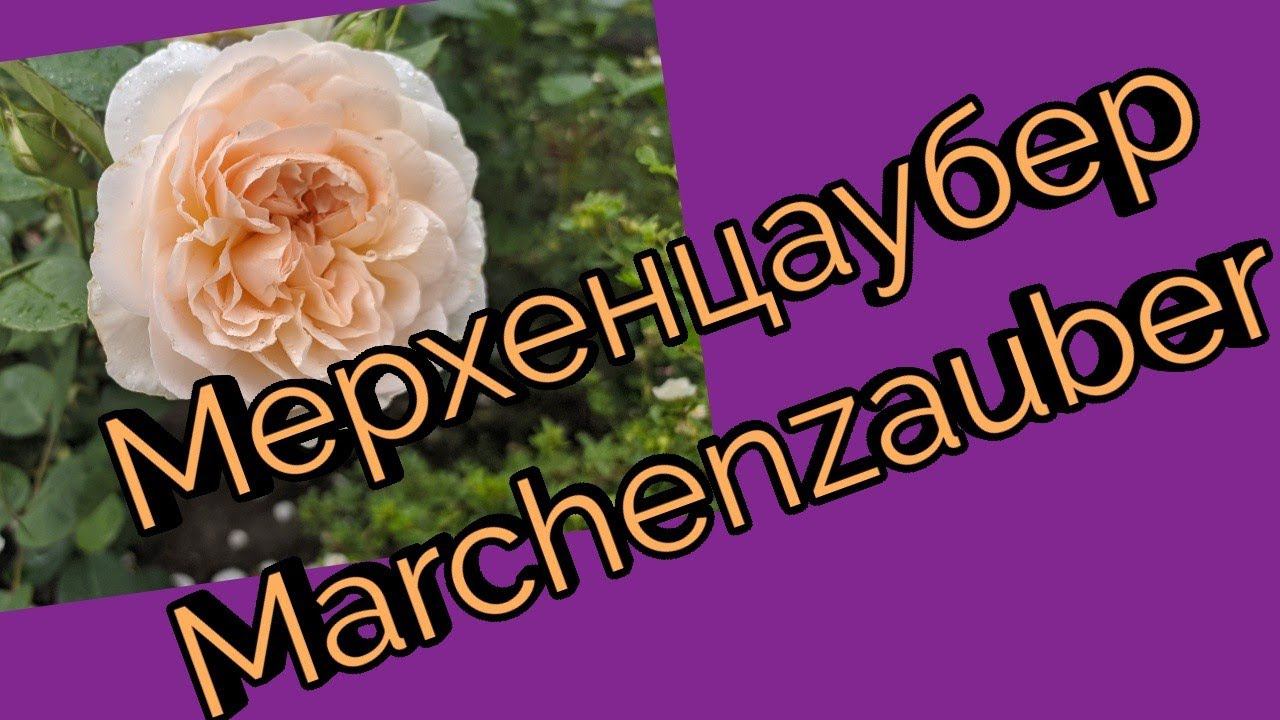 Роза флорибунда Мерхенцаубер роза(Marchenzauber)