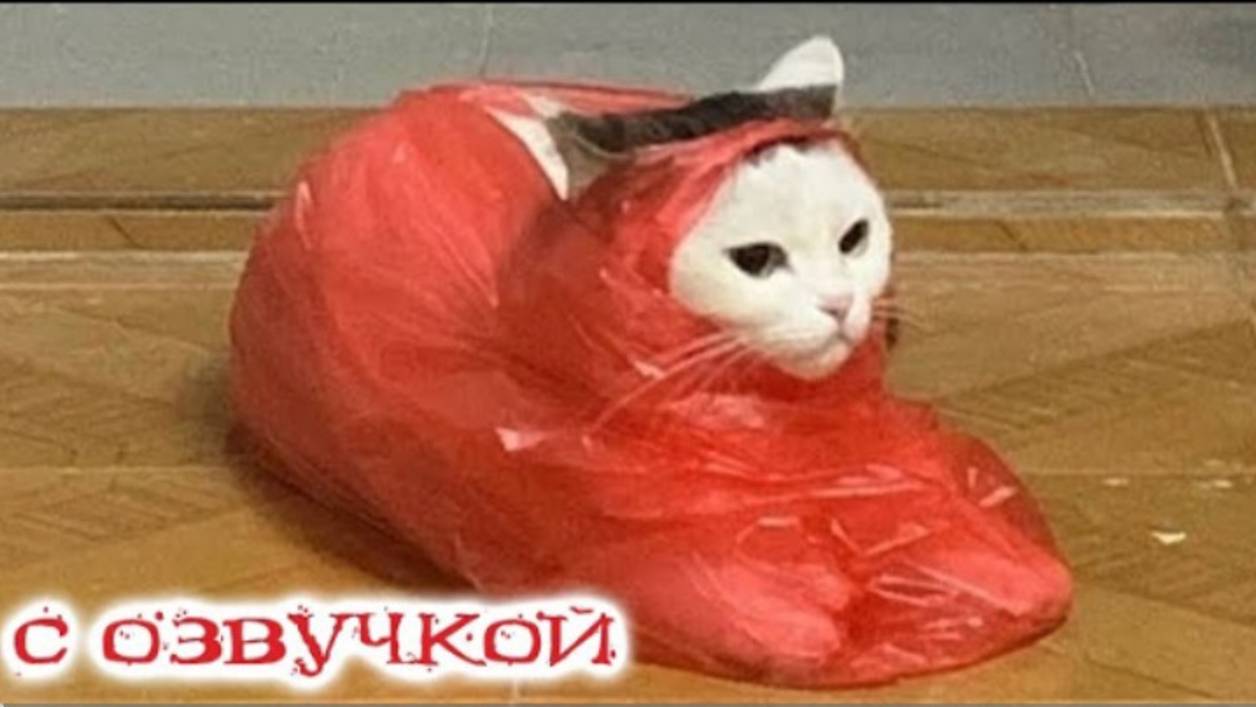Приколы с котами С ОЗВУЧКОЙ Самые смешные животные - СМЕШНЫЕ КОШКИ И СОБАКИ 2023 Я РЖАЛ ДО СЛЕЗ