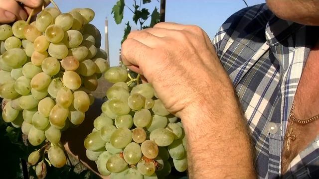 Виноград Ланселот,надёжный сорт.