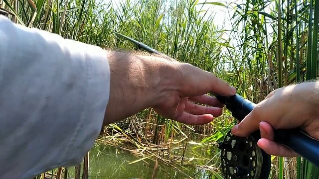 БЕЛЫЙ АМУР на камыш! | боковой кивок | убийца любой рыбы | рыбалка в Молдове |