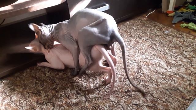 Удачная первая вязка донских сфинксов Лея Органа