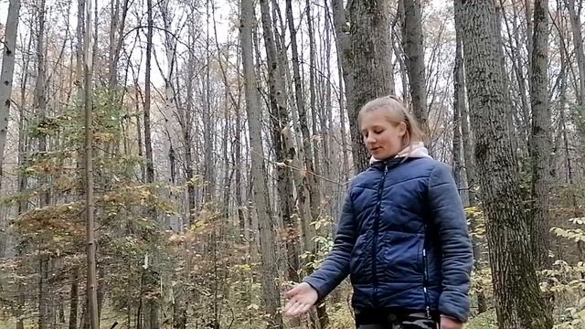отвод лесосек_угломерная съемка буссолью