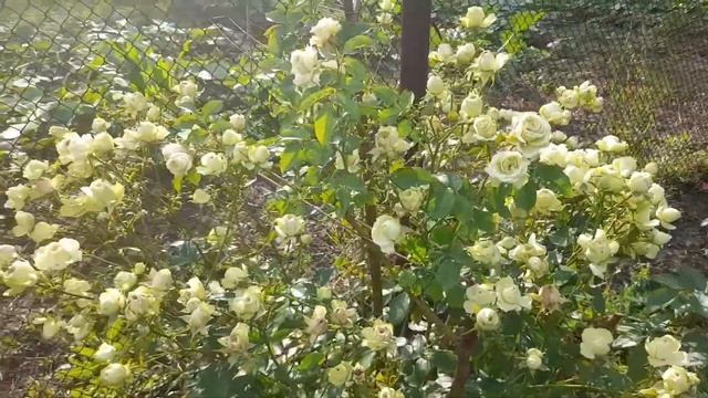 Роза Лавли Грин. ИЗУМИТЕЛЬНАЯ!!! Lovely Green. Флорибунда. Летнее цветение. Кусту 3 года.