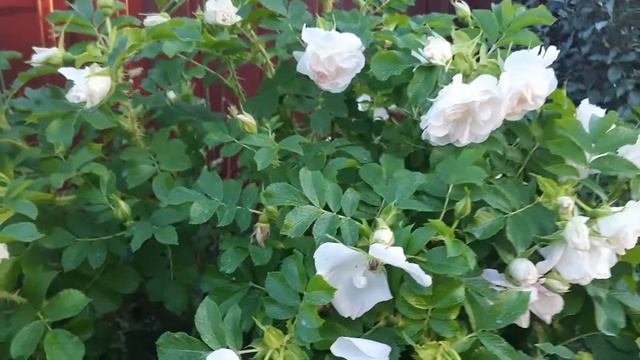 Цветение гибрида розы Ругозы "Ritausma"