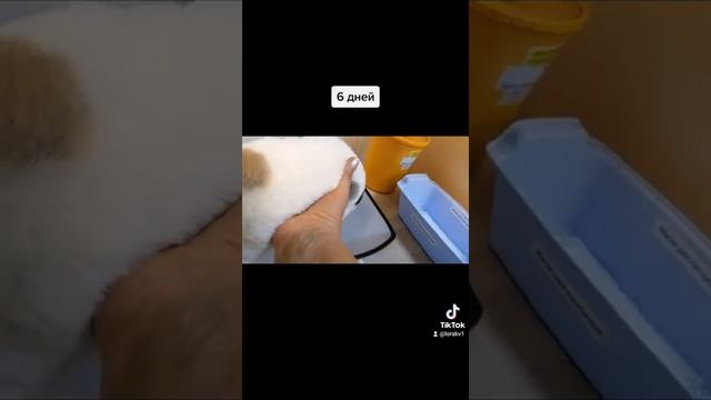 #6 дней купируем ушы, хвост, щенки Алабая
