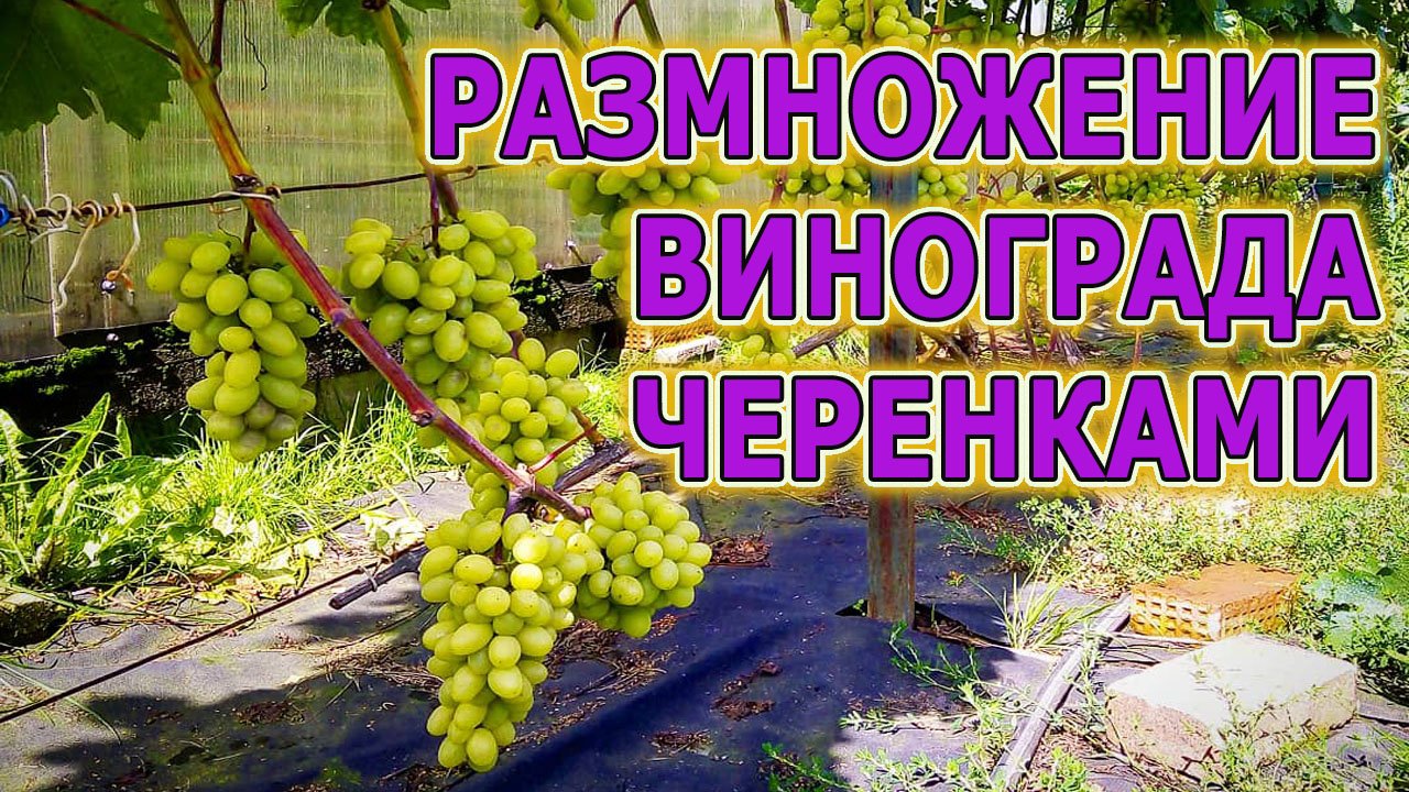 Как укоренять виноградные черенки в воде. Как выращивать саженцы винограда. Виноградарство.