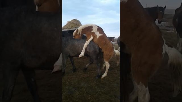 Жеребенок кроет кобыл....