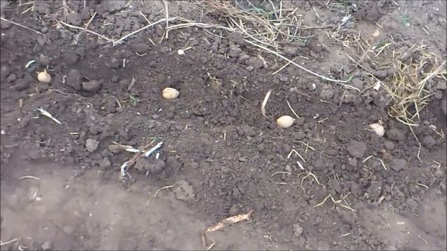Посадка картофеля под сено или салому! часть1