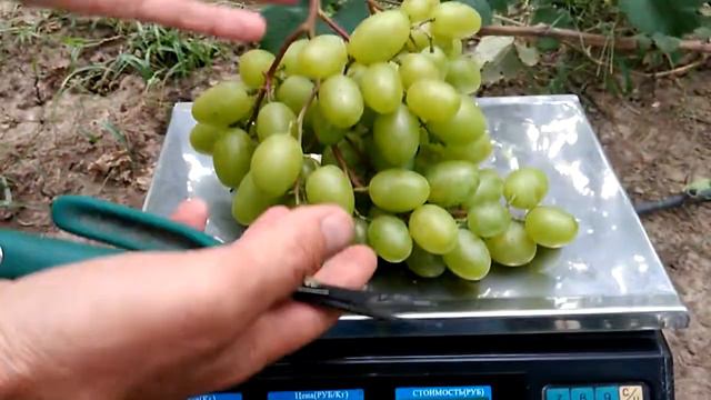 Виноград БЕЛАЯ СКАЛА . Гроздь на весах .