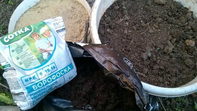 САЖАЕМ ЛИЛИИ ОСЕНЬЮ ПРАВИЛЬНО! Все особенности осенней посадки лилий и уход за лилиями.