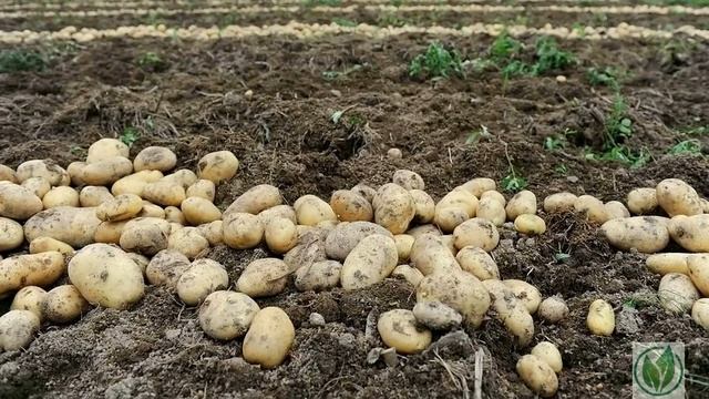 Сорт картофеля «Янка». Описание сорта.