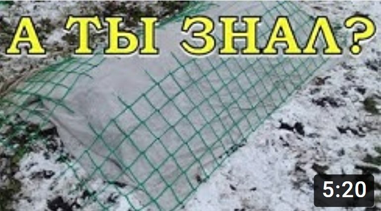 Как правильно укрыть РОЗЫ на зиму???