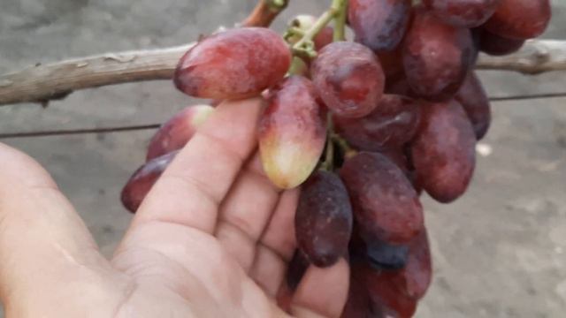 НОВИНКА!!! ГФ Винограда АВТОГРАФ КАЛУГИНА (Калугин В.М.). 05.09.2023г.