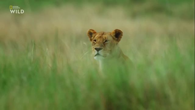 Nat Geo Wild: Дикие охотники 1 серия - Кошки 2019