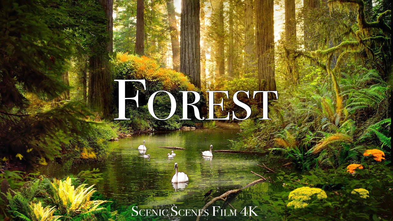 Лес В 4К Релакс Фильм Со Звуками Природы
Forest In 4K Nature Sounds