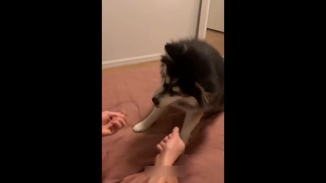 Приколы с котами! Смешные коты с ОЗВУЧКОЙ! СМЕШНЫЕ ЖИВОТНЫЕ 2022! Тест на психику – Доми шоу