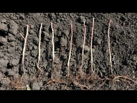 посадка ремонтантной малины осенью как правильно когда сажать в грунт