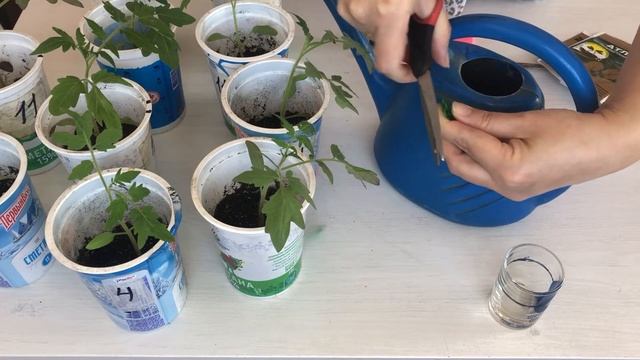 препарат Атлет против вытягивания рассады