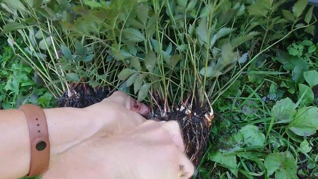 Астильба. Пушистая красота для начинающих. Подробно: деление куста, пересадка, уход.