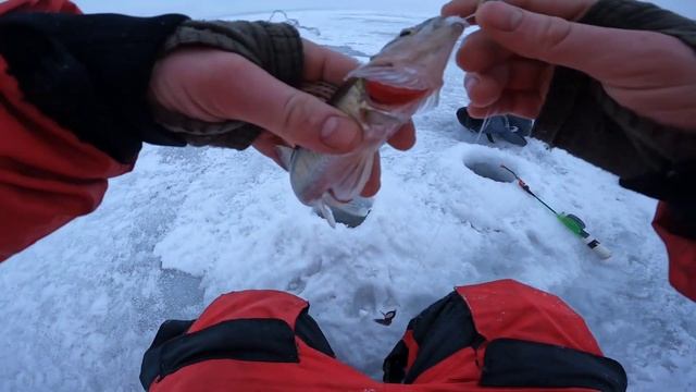 СУДАК НА ТЮЛЬКУ первый опыт. Рыбалка на судака и берша зимой .Я доволен. Lite version