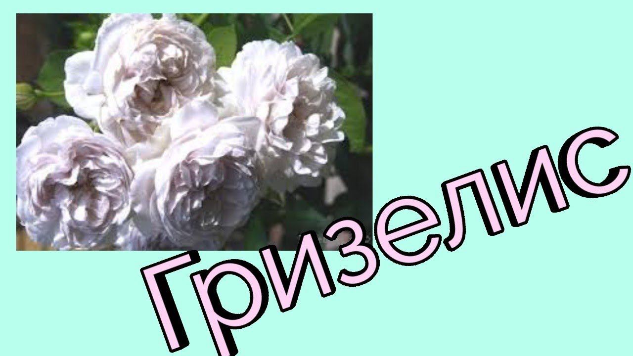 Роза Гризелис.Шраб.