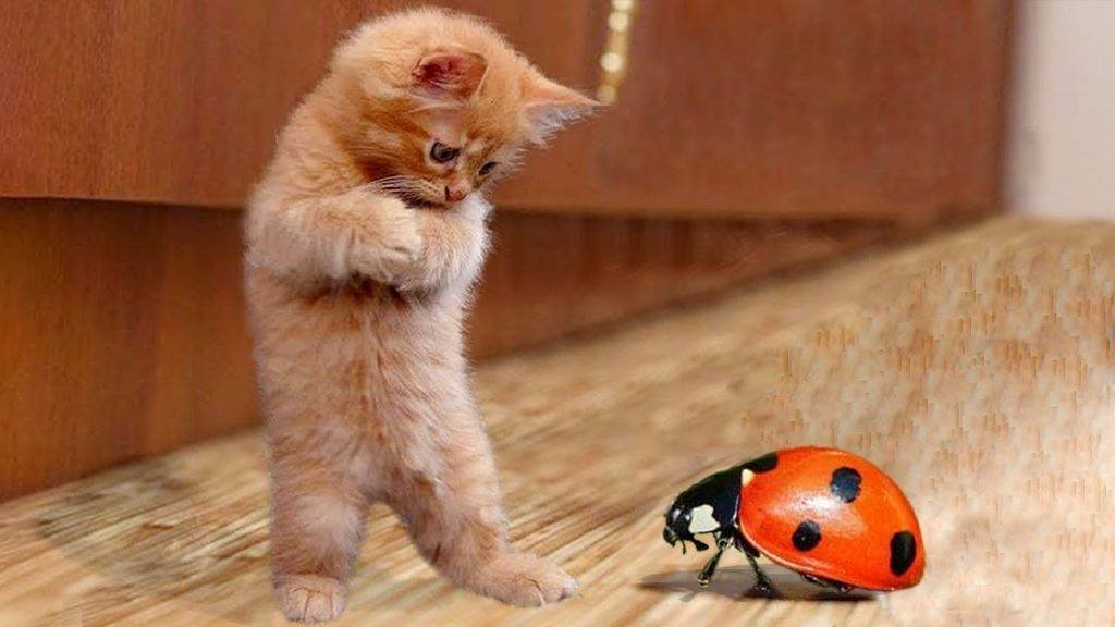 Я РЖАЛ ДО СЛЕЗ 😹 СМЕШНЫЕ КОШКИ И СОБАКИ _ СМЕШНЫЕ ЖИВОТНЫЕ 2024 😹 ЛУЧШИЕ ПРИКОЛЫ