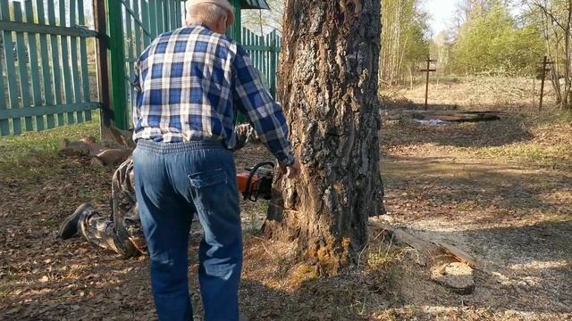 Как свалить дерево в нужную сторону. Пилим большую, старую березу