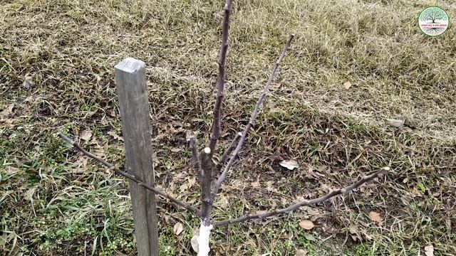Обрезка яблони 2 года. Обрезка яблони Веретено. Подвой ММ 106 и 54 118. Обрезка яблони весной.