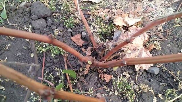 Осенняя обрезка двухлетнего куста винограда