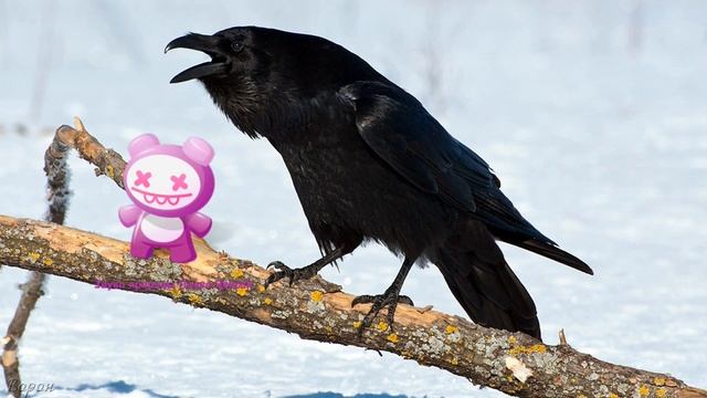 Голоса птиц Как поёт Ворон обыкновенный Corvus corax.mp4