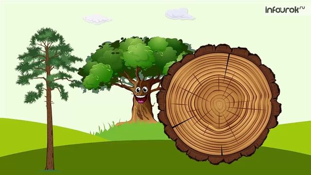 Растения. Части растения