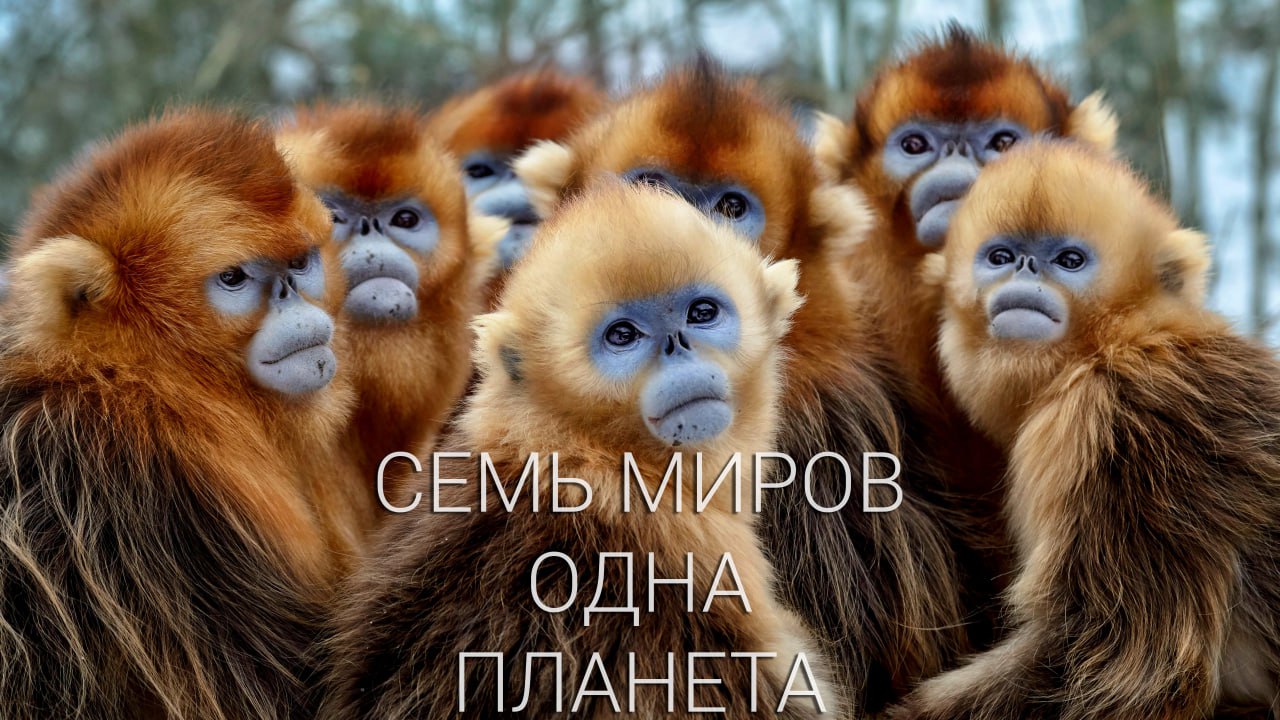 Семь миров, одна планета 4 серия «Австралия» (документальный сериал, 2019)