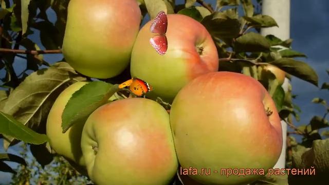 Яблоня обыкновенная Синап Орловский (malus) ? обзор: как сажать, саженцы яблони Синап Орловский