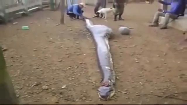 В Индии змея съела человека!!! Слабонервным не смотреть!!!