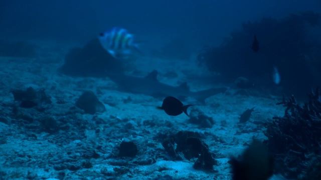 Водный мир острова Комодо 3 серия