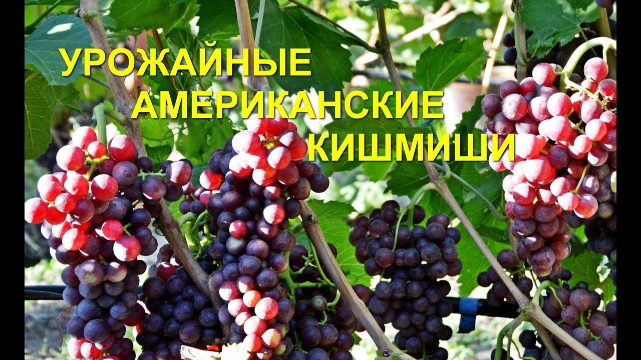 Кишмишные сорта винограда Столетие и Красное пламя