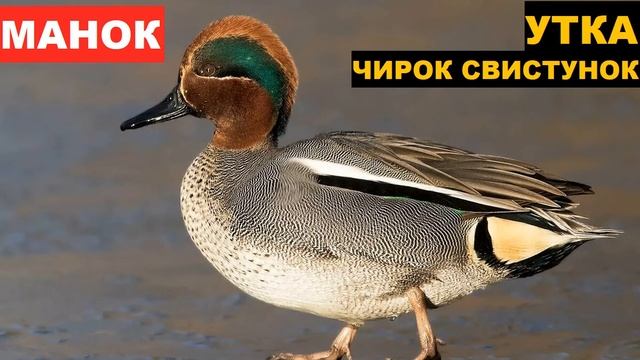 ?ЗВУК (ГОЛОС) УТКА КРЯКВА + ЧИРОК СВИСТУНОК