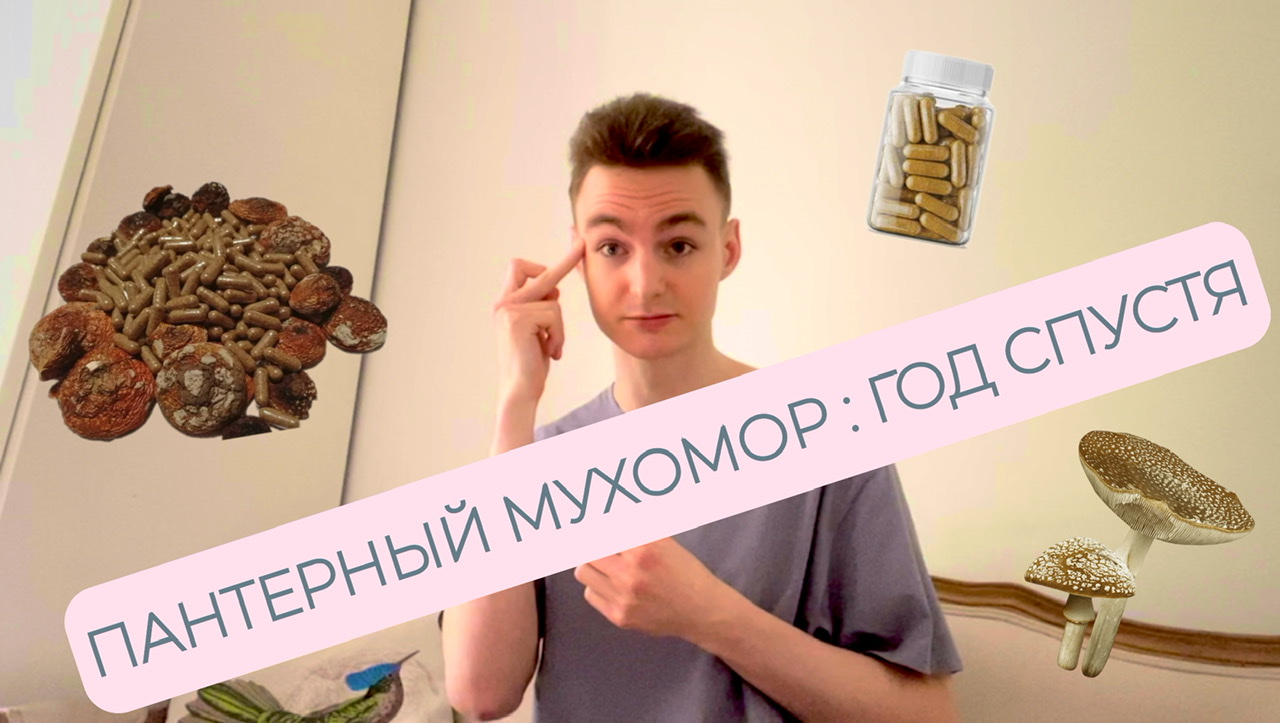 МИКРОДОЗИНГ ПАНТЕРНОГО МУХОМОРА : КАК ОН РАБОТАЕТ