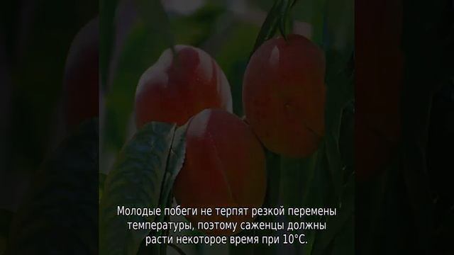 Как вырастить персик из косточки в домашних условиях