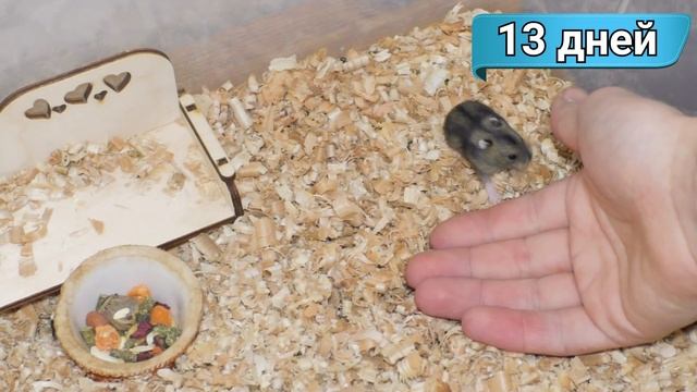 Джунгарские хомяки от 1 дня до месяца. Как растут хомяки джунгарики