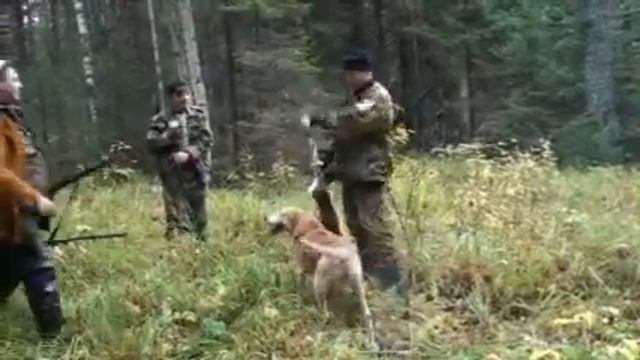 Охота на зайца с гончей 1