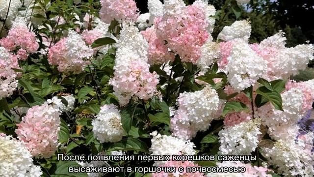Гортензия Канделайт — описание и выращивание сорта в открытом грунте