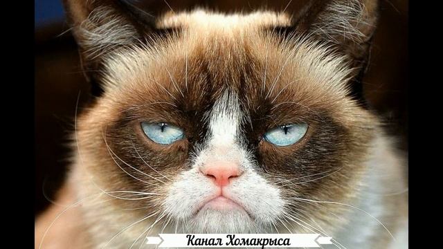 ? Звуки раздражающие кошек котов и собак РАЗДРАЖАЮЩИЕ ЗВУКИ НЕПРИЯТНЫЕ ЗВУКИ Звуки мяуканья коше