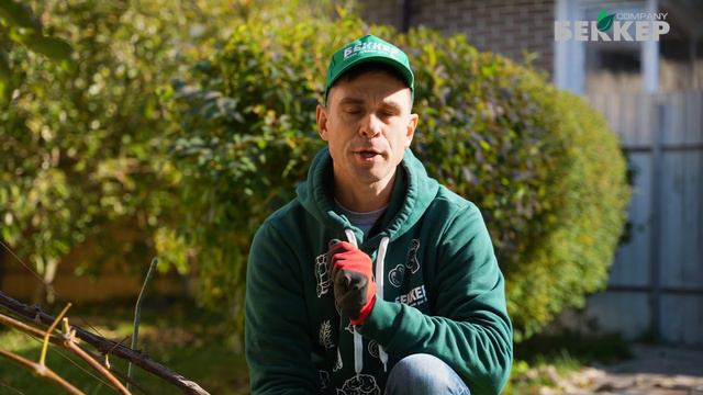 Чем подкормить виноград осенью перед обрезкой и укрытием? Подкормка винограда