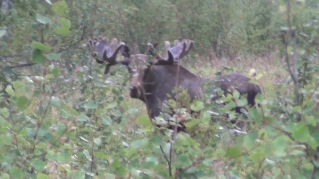 Лось охренел. Идеальный манок на лося.The perfect decoy for elk