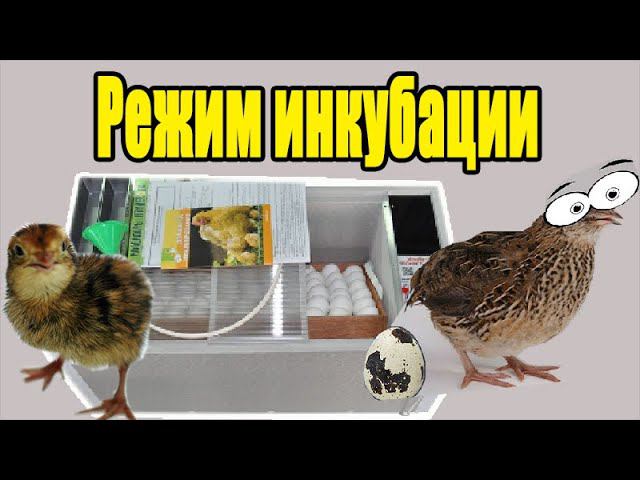 Инкубация перепелиных яиц Режим инкубации перепелов Деревенская жизнь